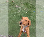 Small #2 Labrador Retriever Mix