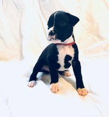 Boxer Puppy for sale in IMPERIAL BEACH, CA, USA