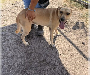 Black Mouth Cur Dogs for adoption in Corpus Christi, TX, USA