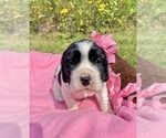 Puppy Rosemary English Springer Spaniel