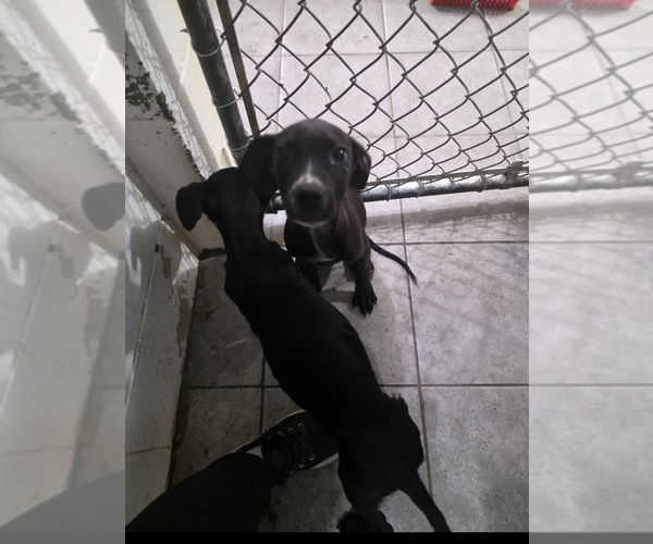 Medium Photo #1 Labrador Retriever-Unknown Mix Puppy For Sale in garner, NC, USA