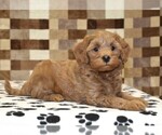 Small #1 Cavapoo (Miniature)