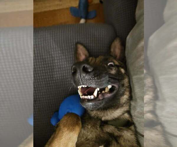 Medium Photo #1 Mutt Puppy For Sale in Imlay City, MI, USA