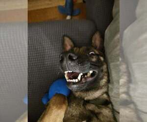 Mutt Dogs for adoption in Imlay City, MI, USA