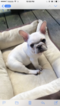 Small Photo #1 French Bulldog Puppy For Sale in REVERE, MA, USA