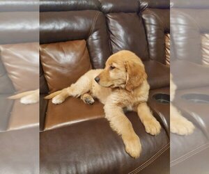 Golden Retriever Puppy for Sale in PHOENIX, Arizona USA