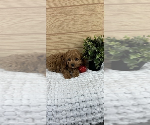 Medium Photo #1 Cavapoo (Standard) Puppy For Sale in GREENFIELD, IN, USA