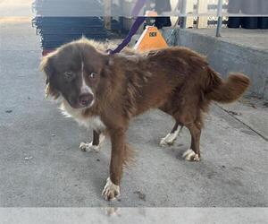 Border-Aussie Dogs for adoption in Texas City, TX, USA