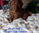 Puppy 9 Miniature Labradoodle