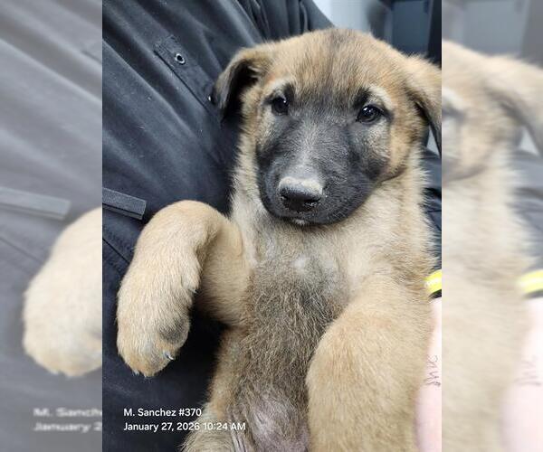 Medium Photo #1 Mutt Puppy For Sale in San Antonio, TX, USA