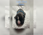 Puppy Light Blue Boxer
