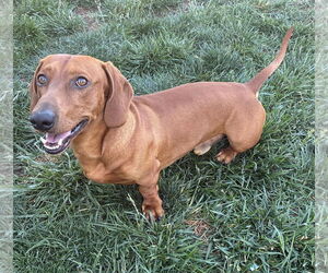 Dachshund Dogs for adoption in Hesperia, CA, USA