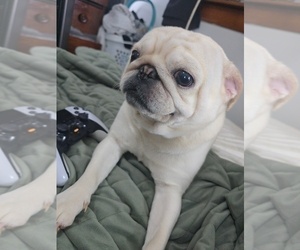 Father of the Pug puppies born on 09/09/2025