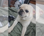 Small Photo #1 Pug Puppy For Sale in NEW IPSWICH, NH, USA