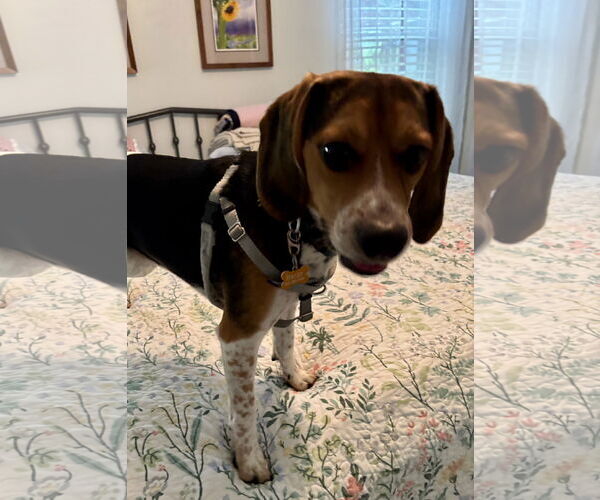 Medium Photo #6 Beagle Puppy For Sale in Tampa, FL, USA