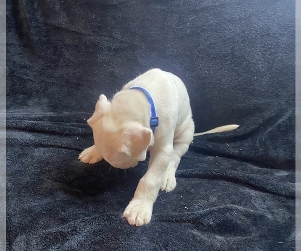 Medium Photo #5 Dogo Argentino Puppy For Sale in EDMOND, OK, USA