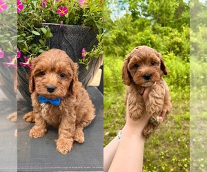 Cavapoo Puppy for sale in BELDING, MI, USA