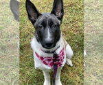 Small #11 German Shepherd Dog