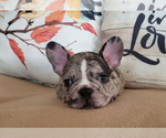 Small Photo #18 French Bulldog Puppy For Sale in ADRIAN, MI, USA