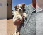 Small #1 Chihuahua Mix