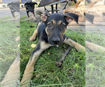 Puppy Bobo Alaskan Husky-German Shepherd Dog Mix