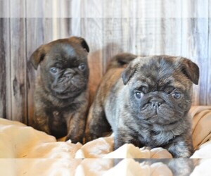 Pug Puppy for sale in NILES, MI, USA