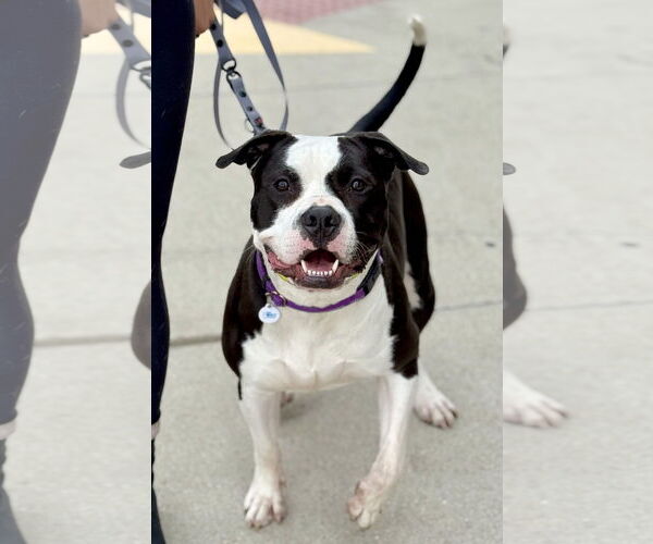 Medium Photo #5 American Pit Bull Terrier-Unknown Mix Puppy For Sale in Techny, IL, USA