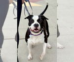 Small #4 American Pit Bull Terrier Mix