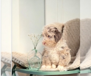 Aussiedoodle Miniature Puppy for Sale in AIKEN, South Carolina USA