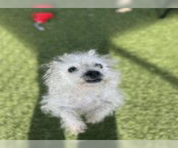 Medium Photo #5 Poodle (Miniature)-Unknown Mix Puppy For Sale in San Diego, CA, USA