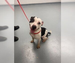 Mutt Dogs for adoption in St. Cloud, FL, USA