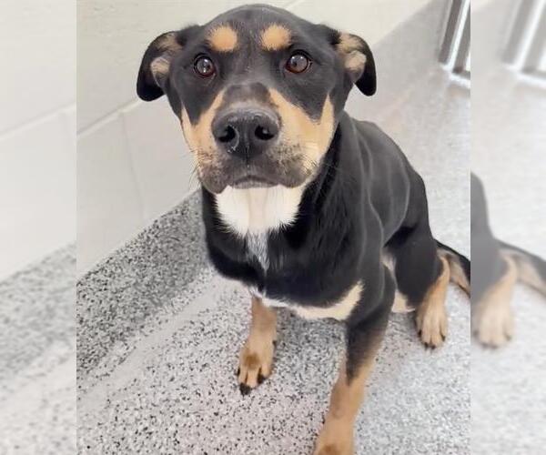 Medium Photo #2 German Shepherd Dog-Unknown Mix Puppy For Sale in Houston, TX, USA