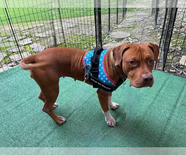 Medium Photo #1 American Pit Bull Terrier-Unknown Mix Puppy For Sale in Germantown, OH, USA