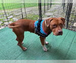 Penny Sue - Female American Pit Bull Terrier-Unknown Mix Dog for Adoption - Small photo