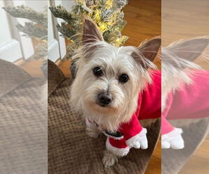 Mutt Dogs for adoption in Greensboro, NC, USA