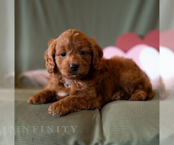 Medium Photo #2 Cavapoo (Miniature) Puppy For Sale in DORNSIFE, PA, USA
