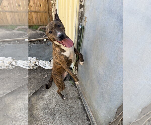 Medium Photo #3 Mutt Puppy For Sale in Jackson, MS, USA