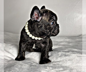 French Bulldog Puppy for sale in LOCUST GROVE, GA, USA