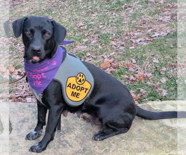 Medium Photo #4 Pointer-Unknown Mix Puppy For Sale in Cookeville, TN, USA