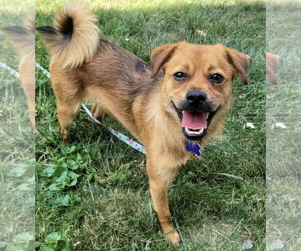Medium Photo #2 Border Terrier-Pug Mix Puppy For Sale in Batavia, OH, USA
