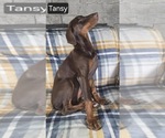 Small #4 Doberman Pinscher