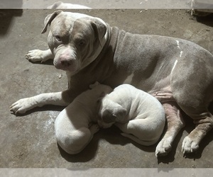 American Bully Puppy for Sale in CHICO, California USA