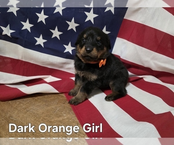 Medium Photo #5 Rottweiler Puppy For Sale in COTTLEVILLE, MO, USA