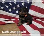 Small #4 Rottweiler