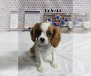 Cavalier King Charles Spaniel Puppy for sale in CHANUTE, KS, USA