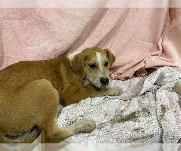 Medium Photo #1 Saint Bernard-Unknown Mix Puppy For Sale in Modesto, CA, USA