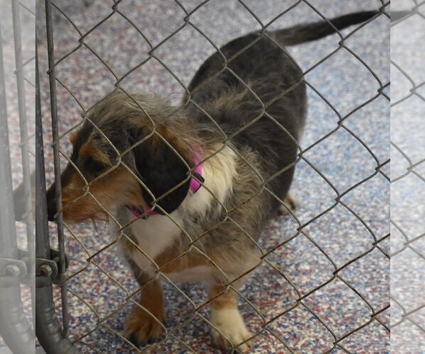 Medium Photo #3 Dachshund Puppy For Sale in Shelbyville, TN, USA