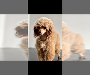 Father of the Poodle (Toy) puppies born on 11/19/2025