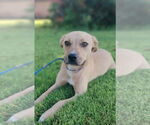Small #3 Labrador Retriever Mix