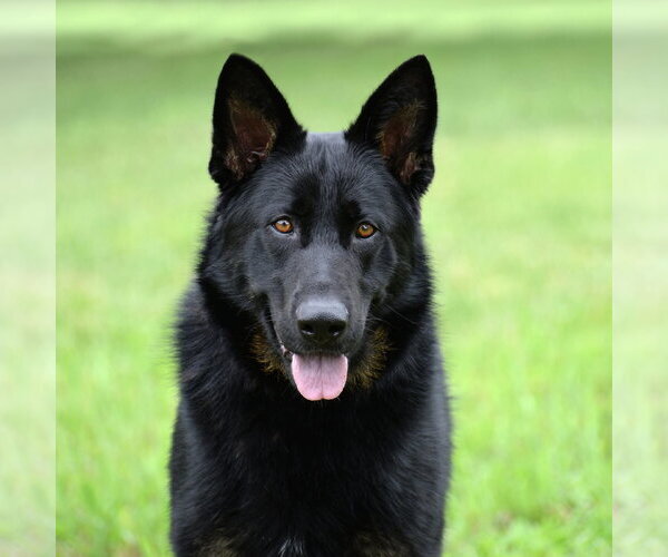 Medium Photo #2 German Shepherd Dog Puppy For Sale in Gretna, NE, USA